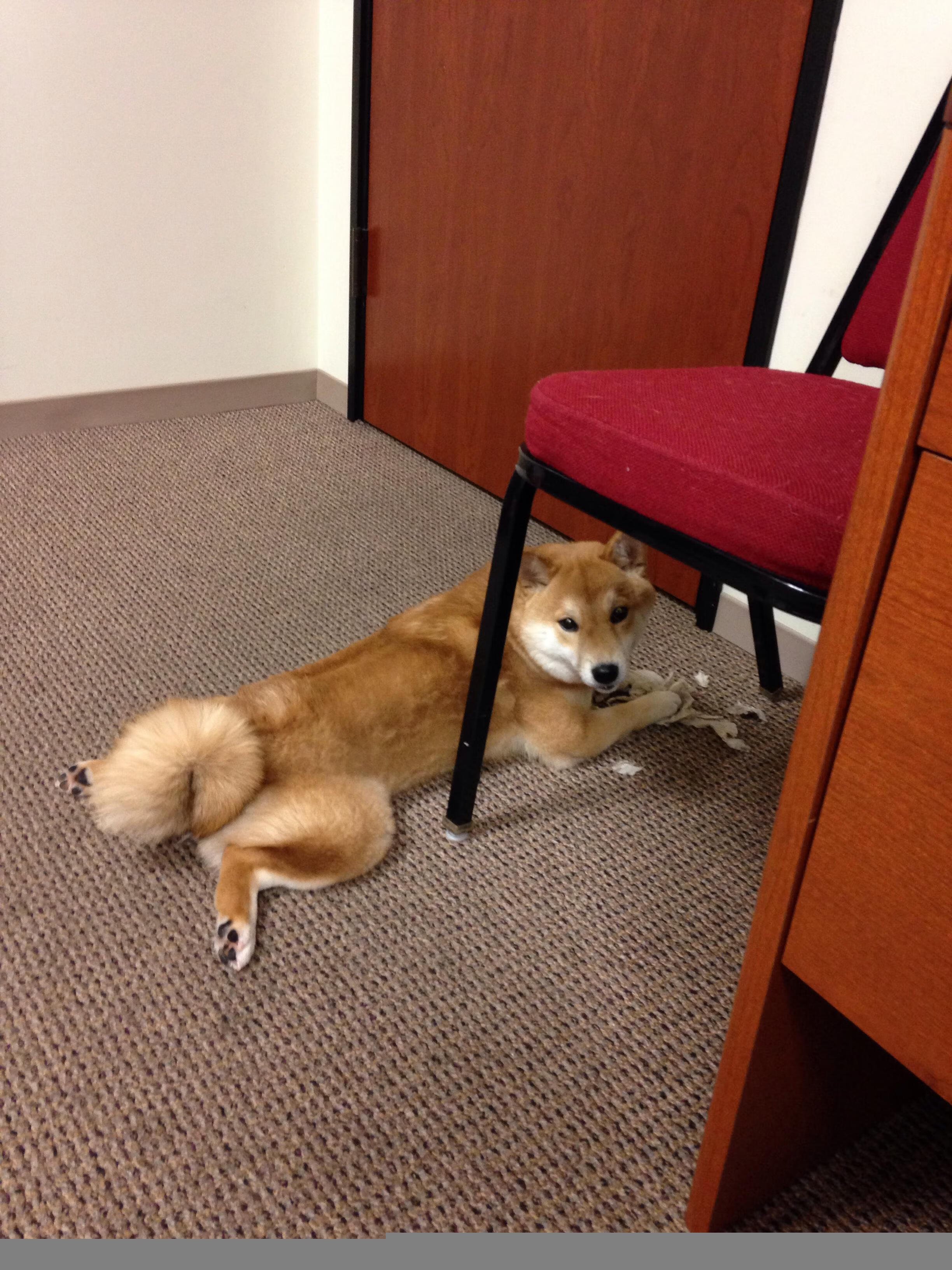 东亚智慧与德国心脏，日本中场节奏艺术与京多安的意甲统治力