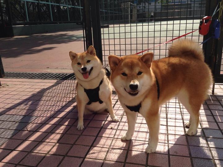 烈焰熔炉与精密手术刀,德罗赞的无解之夜与黄蜂的体系胜出