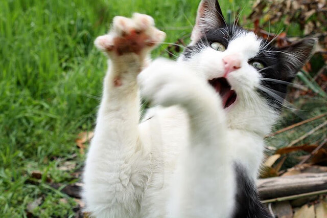 平行宇宙对决,NBA季后赛焦点战,火箭狂胜浙江队的背后隐喻