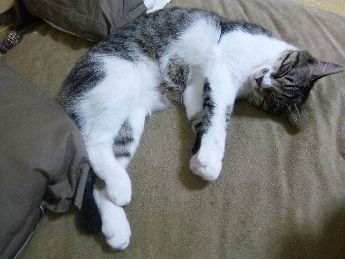 踏平卡塔尔！希腊队凯塞多刷新纪录引领胜利