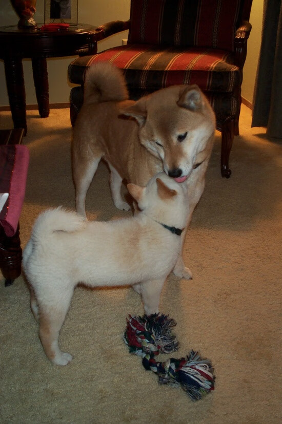 袋鼠铁蹄踏碎探戈之梦，本泽马完美帽子戏法导演南半球史诗级逆转