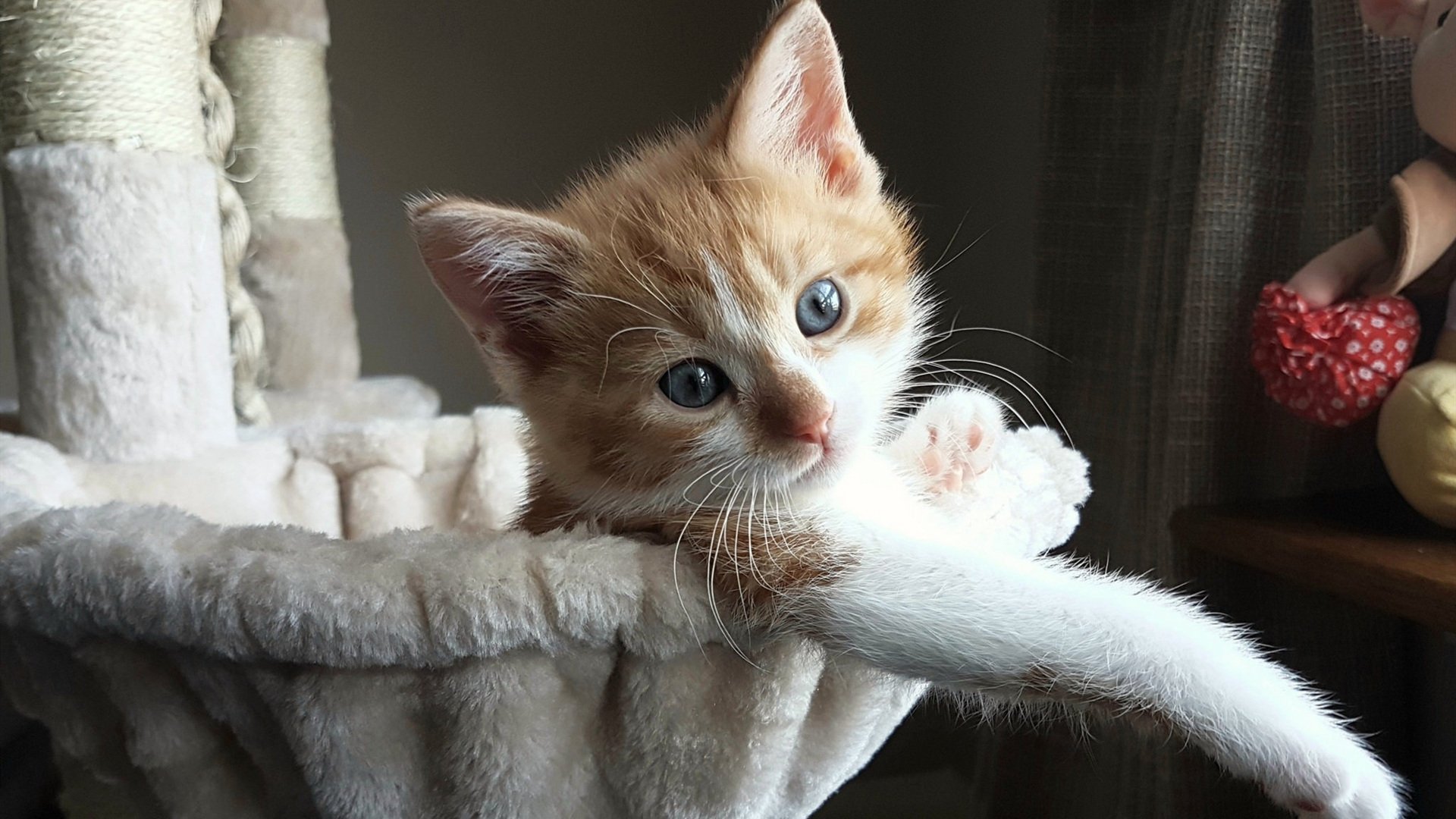 奥运周期的独幕剧，切特在关键之夜一手写就的胜利法则