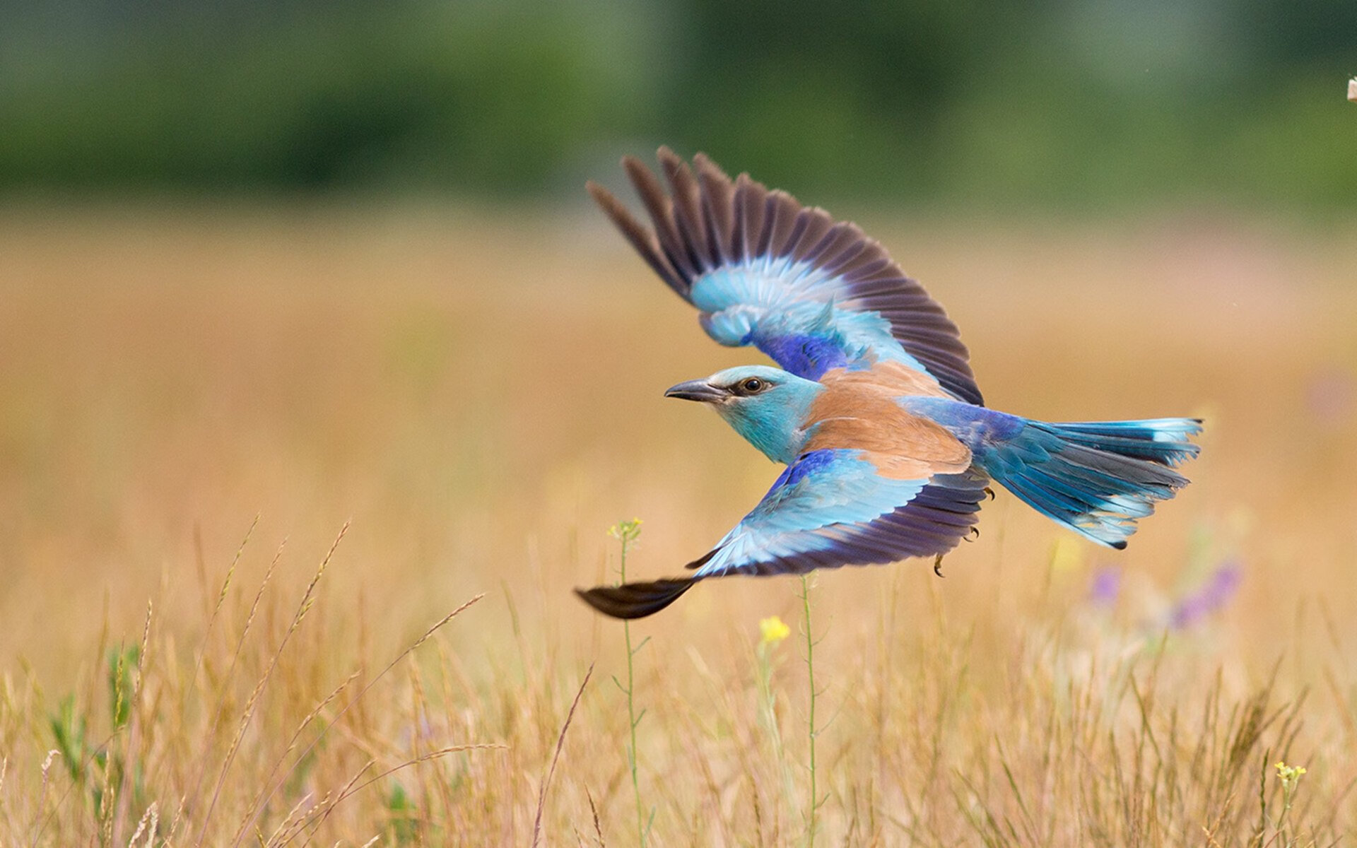 关键先生詹姆斯力挽狂澜,热火险胜黄蜂延续连胜