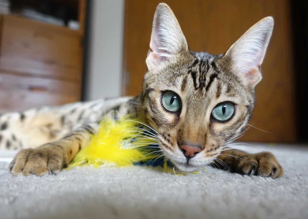 赛博格之舞,当萨内于存在主义之夜涂抹排名废墟