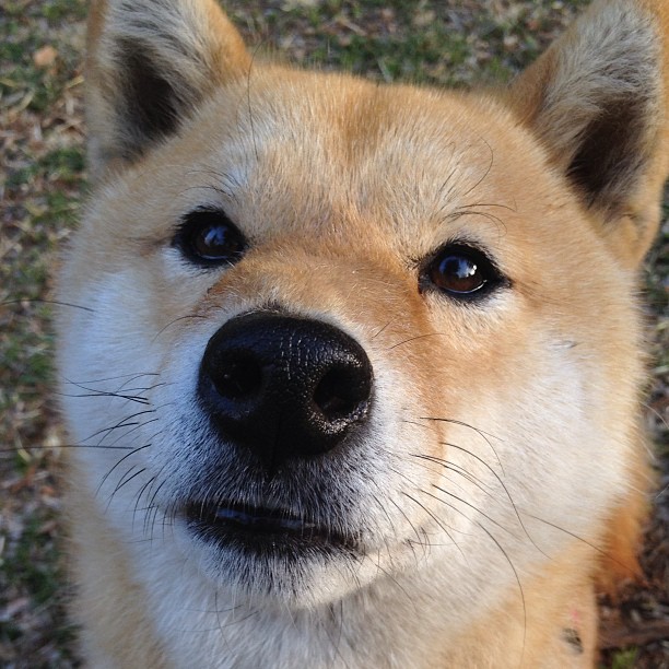 天降审判,当伦纳德跨时空成为骑士与凯尔特人的唯一胜负手
