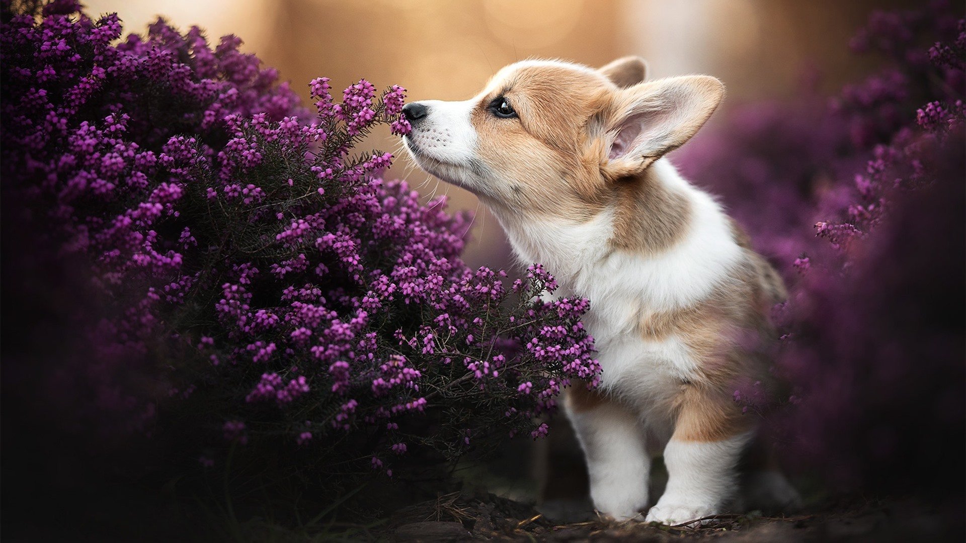 阿坎吉,法国基因如何让瑞士铁卫在欧冠赛场带走勒沃库森