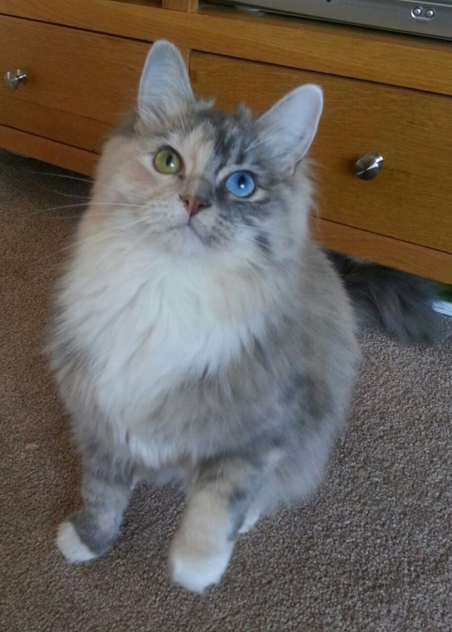 开云体育APP下载-破茧成蝶，克瓦拉茨赫利亚对阵巴西刷新纪录的传奇一夜