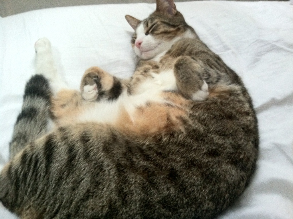 西决生死战焦点战,那不勒斯狂胜厄瓜多尔,足球与激情的跨界对决