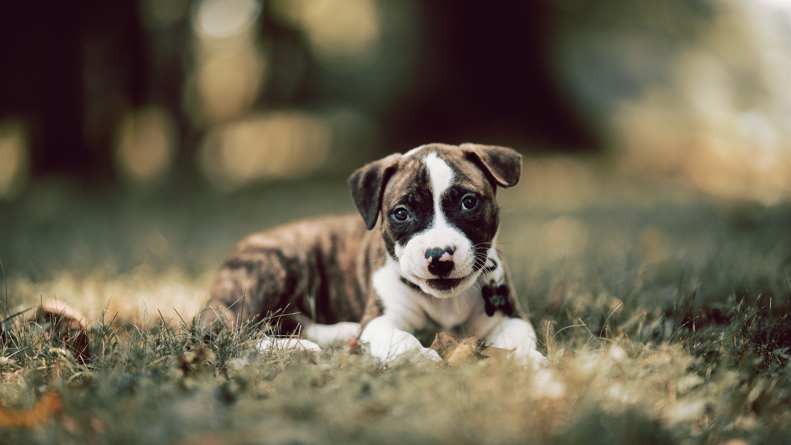 末节惊雷!詹姆斯15分强行终结上海,深圳逆袭战改写CBA格局