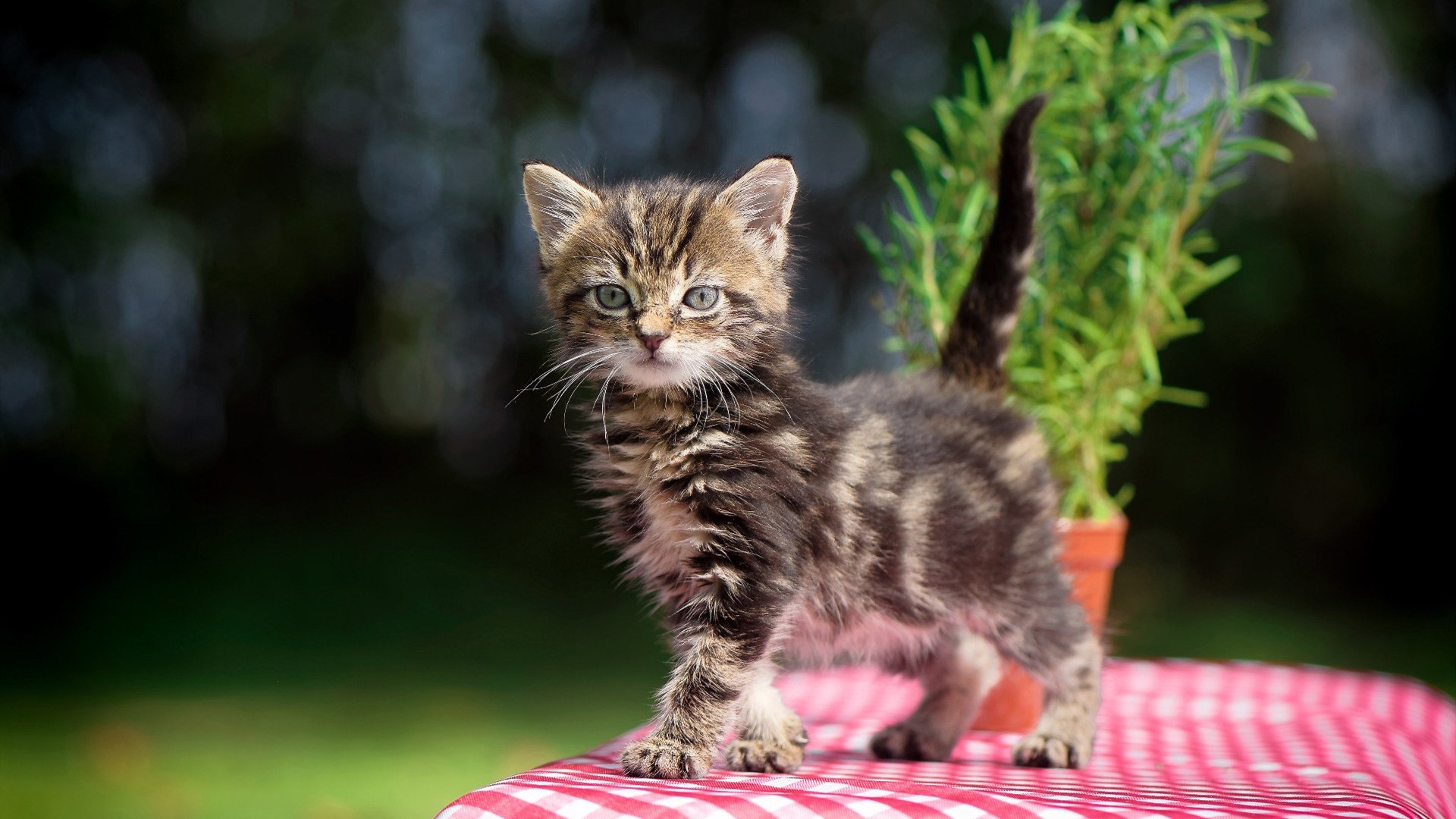 微光长夜,卡瓦哈尔生涯之夜,一颗晨星照亮比利时前路