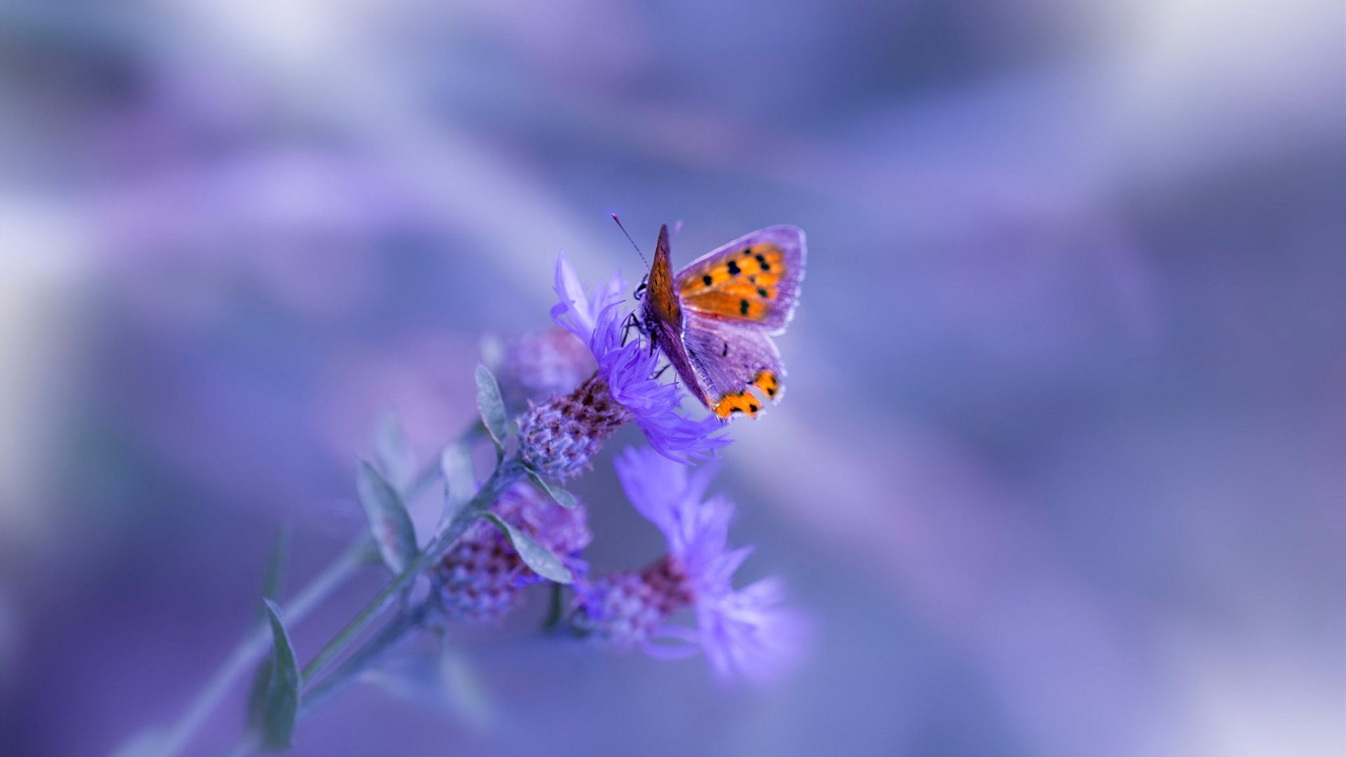 天神数据与精密机器，恩比德拉满评分难敌老鹰决胜局团队风暴