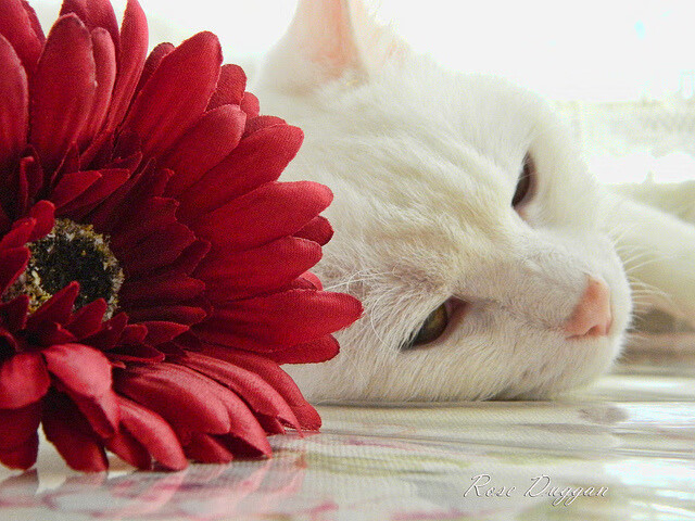 光耀时刻，当太阳灼穿铁骑，范弗利特化身追日神射